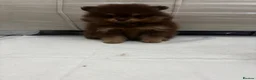 Pomeranian dogs for sale: 🤎 Gorgeous Chocolate & Tan Pomeranian Puppies  - Advert 18