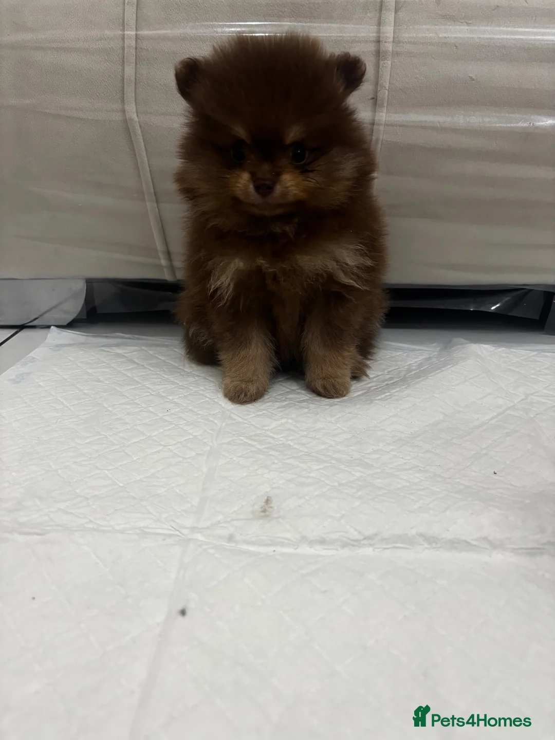 Pomeranian dogs for sale: 🤎 Gorgeous Chocolate & Tan Pomeranian Puppies  - Advert 18