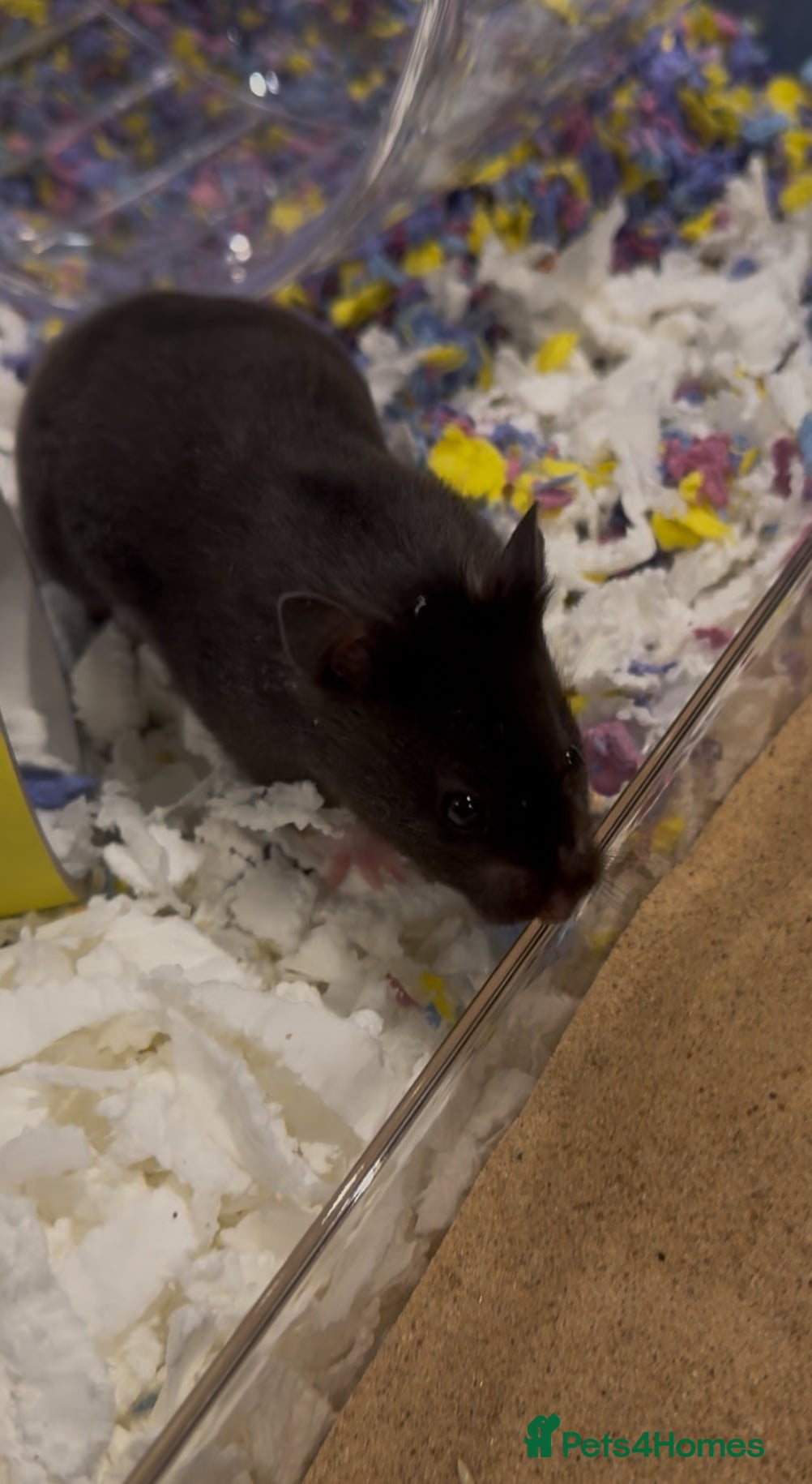 Hamster rodents Meet Sootie, Male Syrian for Adoption - Advert 2