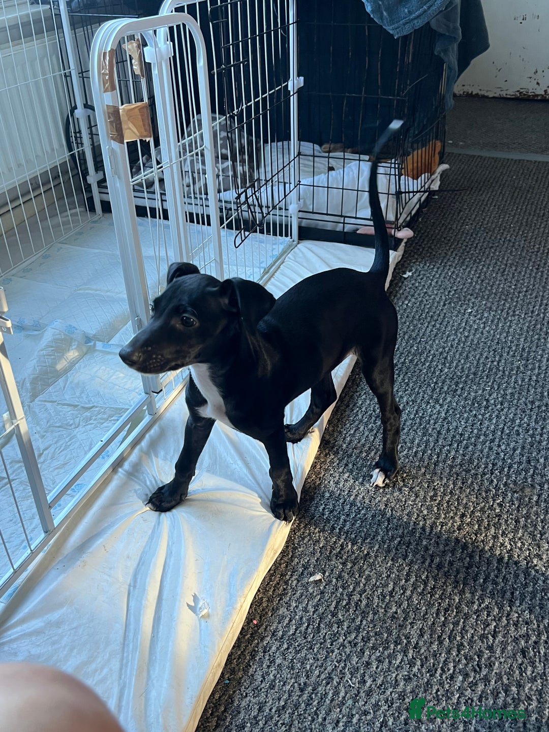 Mixed Breed dogs for sale: Beautiful female Manchester terrier cros lurcher - Advert 4