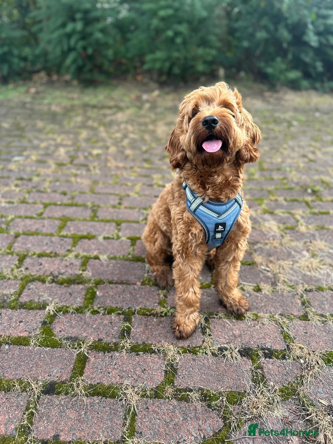 Cockapoo dogs for stud: STUD - DNA Tested Cockapoo (Poodle-Dominant) - Advert 15