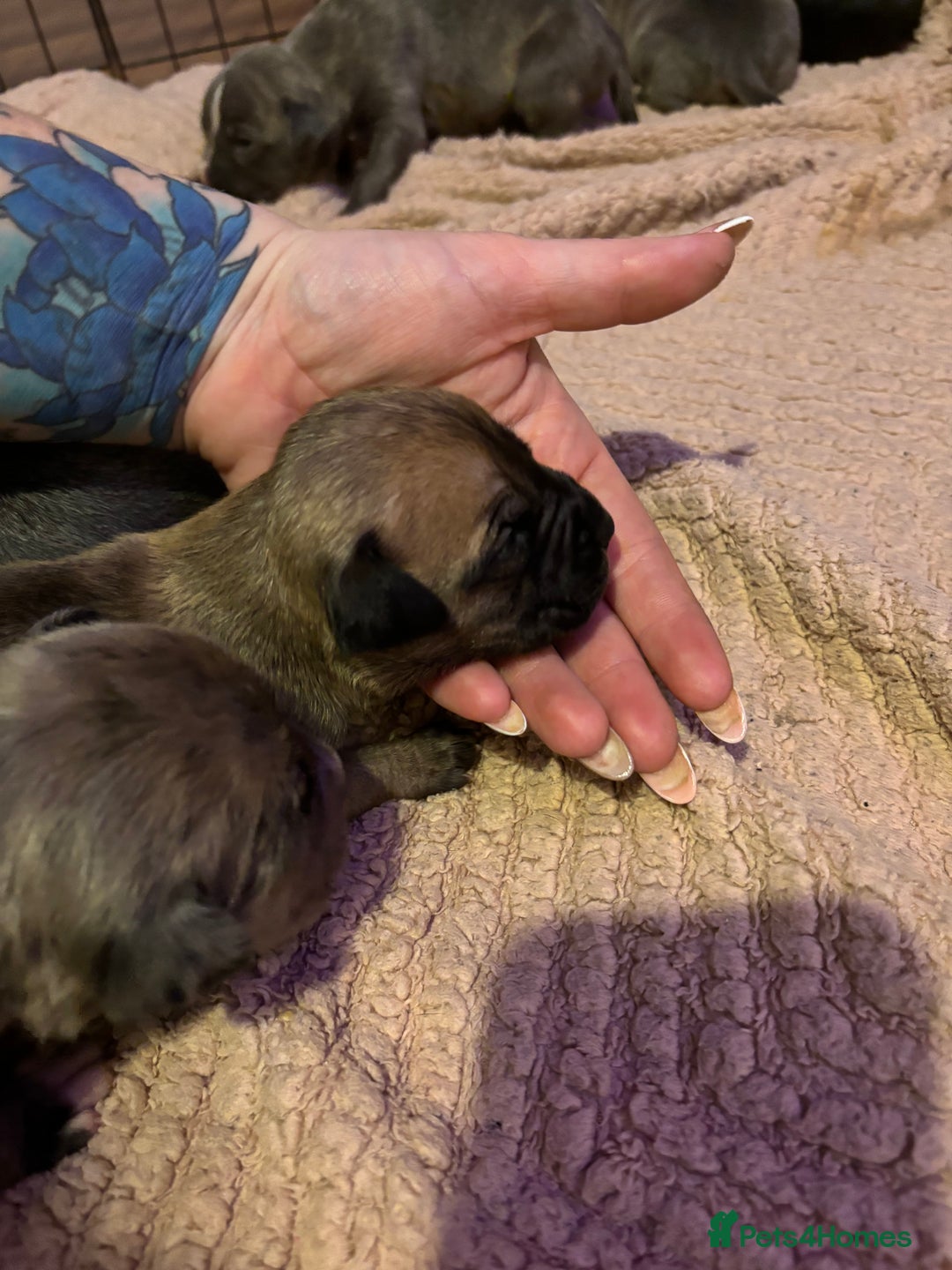 Staffordshire Bull Terrier dogs for sale: Staffy pups  - Advert 8