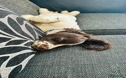 English Springer Spaniel dogs for sale: Adorable male Springer Spaniel - Image 5