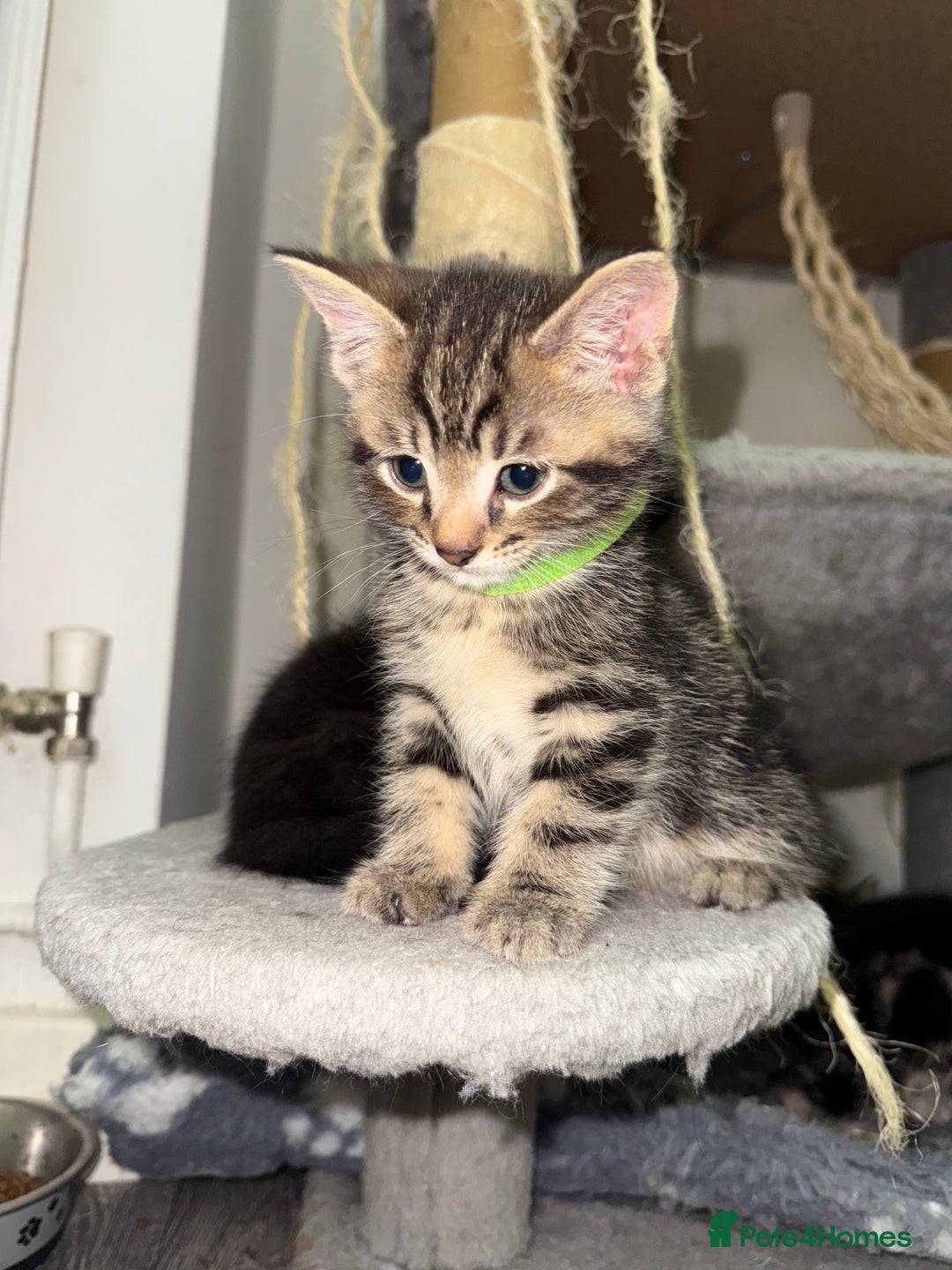 Mixed Breed cats for sale: Beautiful Kittens for sale!  - Image 15