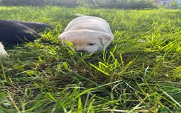 Labrador Retriever dogs for sale: KC health tested Labrador Pups  - Image 38