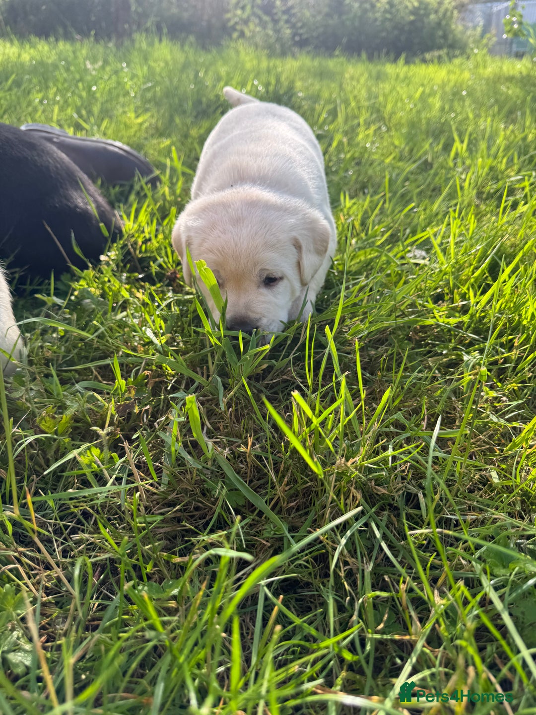 Labrador Retriever dogs for sale: KC health tested Labrador Pups  - Image 38