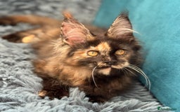 Maine Coon cats for sale: European Blood Lines GCCF Reg Main Coon Kittens  - Image 11