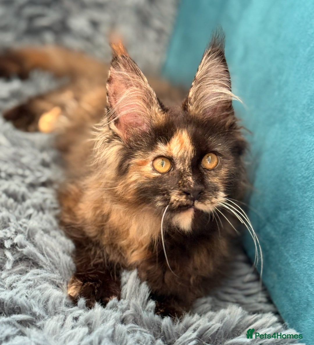 Maine Coon cats for sale: European Blood Lines GCCF Reg Main Coon Kittens  - Image 11