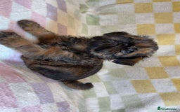 Griffon Bruxellois dogs for sale: Exceptionally confident beautys - Image 10