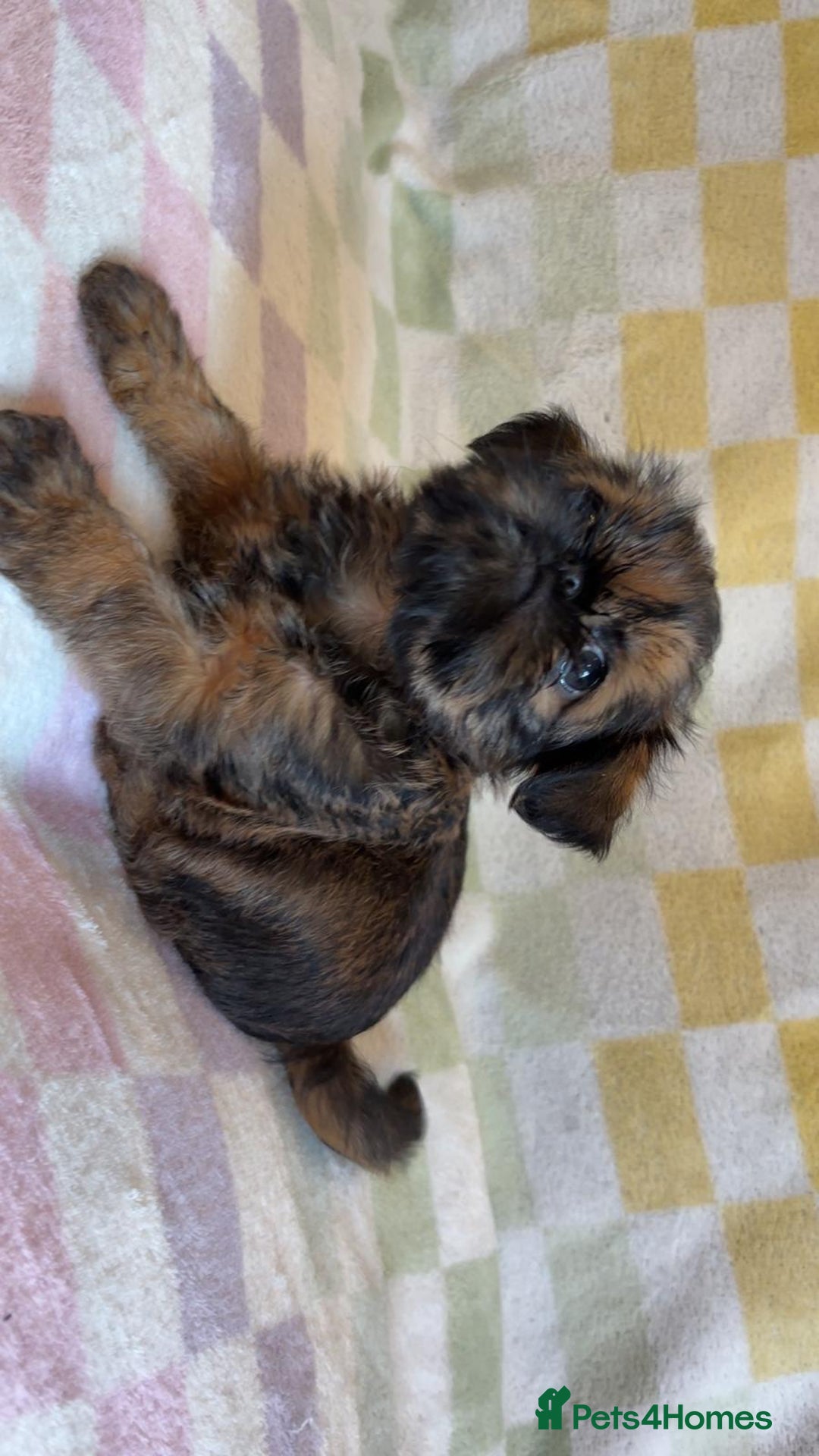 Griffon Bruxellois dogs for sale: Exceptionally confident beautys - Image 10