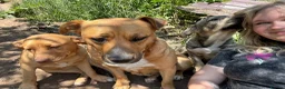 Mixed Breed dogs for adoption: Mum & Daughter Pair - Zelda & Freya in Brighton - Advert 11