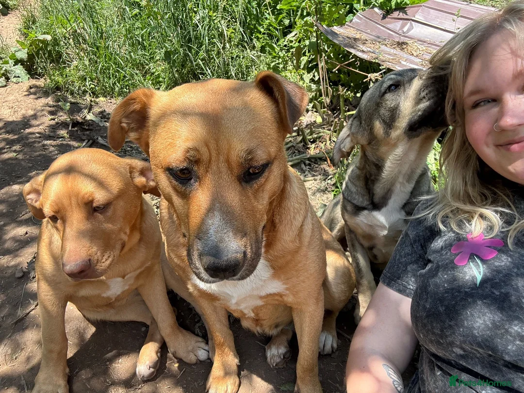 Mixed Breed dogs for adoption: Mum & Daughter Pair - Zelda & Freya in Brighton - Advert 11
