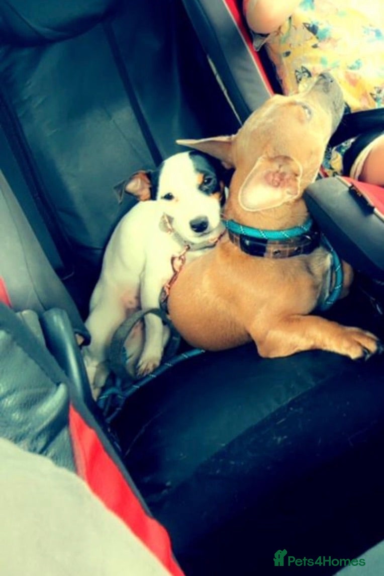 Mixed Breed dogs Jack Russell Cross French bulldog puppies for sale - Advert 3