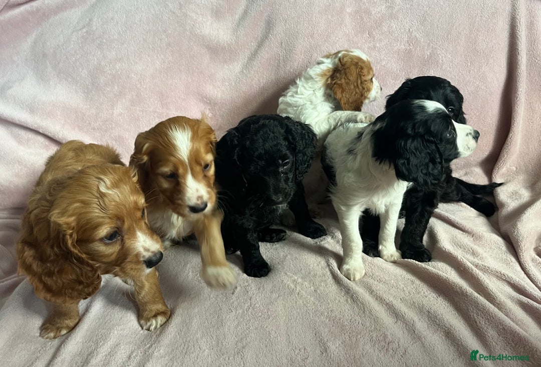 Cockapoo dogs for sale: Cockapoo puppies  - Image 2