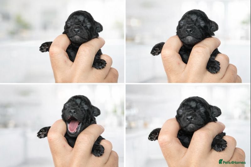 Toy Poodle dogs 1 Beautiful Toy Poodle Girl - Advert 10