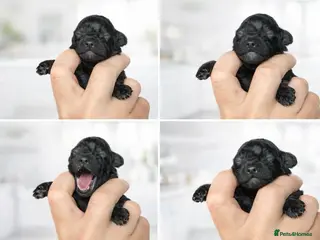 Toy Poodle dogs 1 Beautiful Toy Poodle Girl - Advert 10