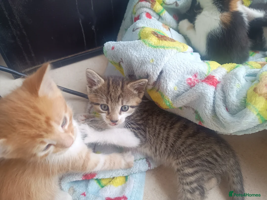 Mixed Breed cats for sale: Litter of 5 kittens  - Advert 2