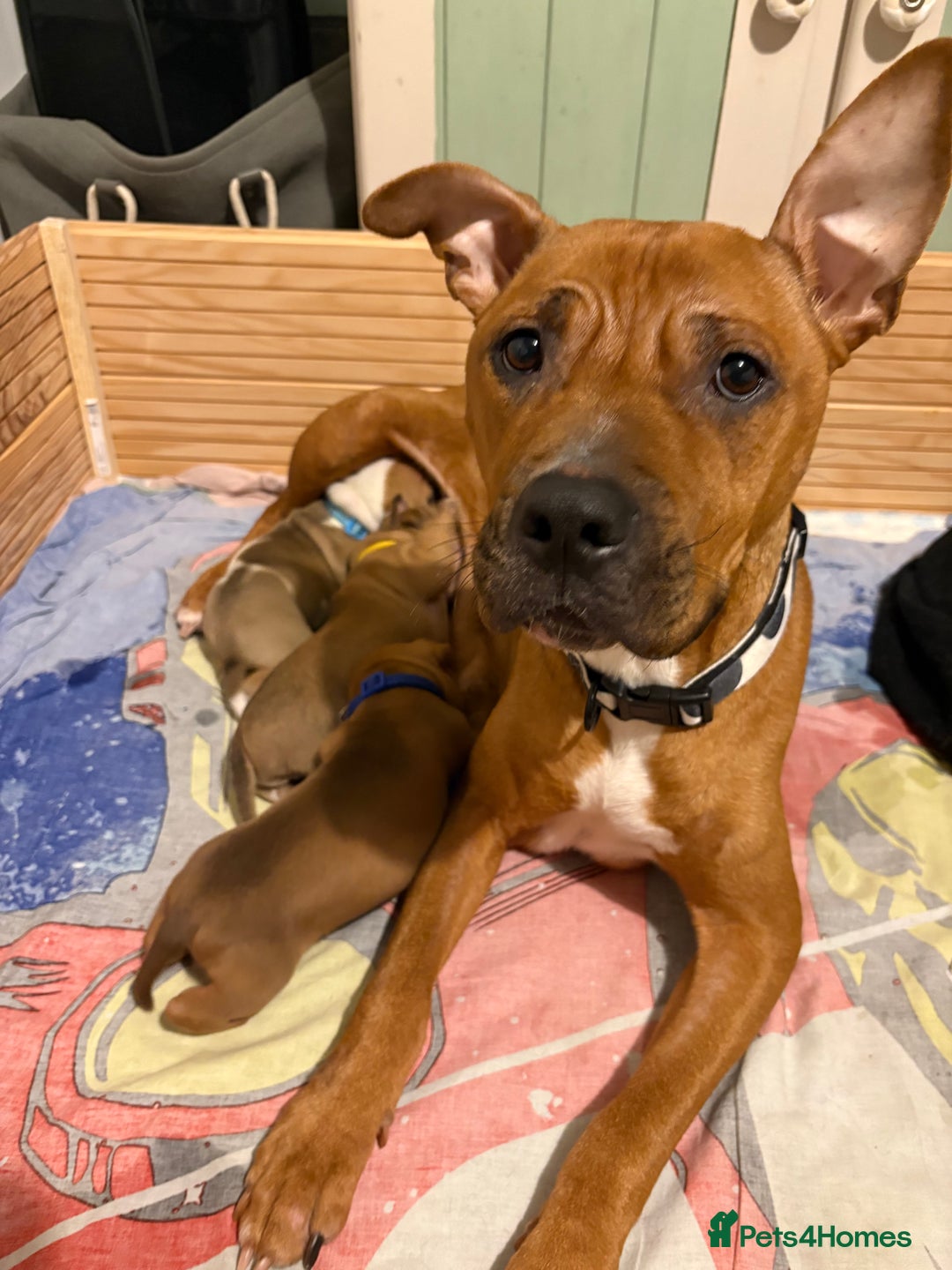 Mixed Breed dogs for sale: Staffordshire bull terrier x american bulldog pups - Advert 2