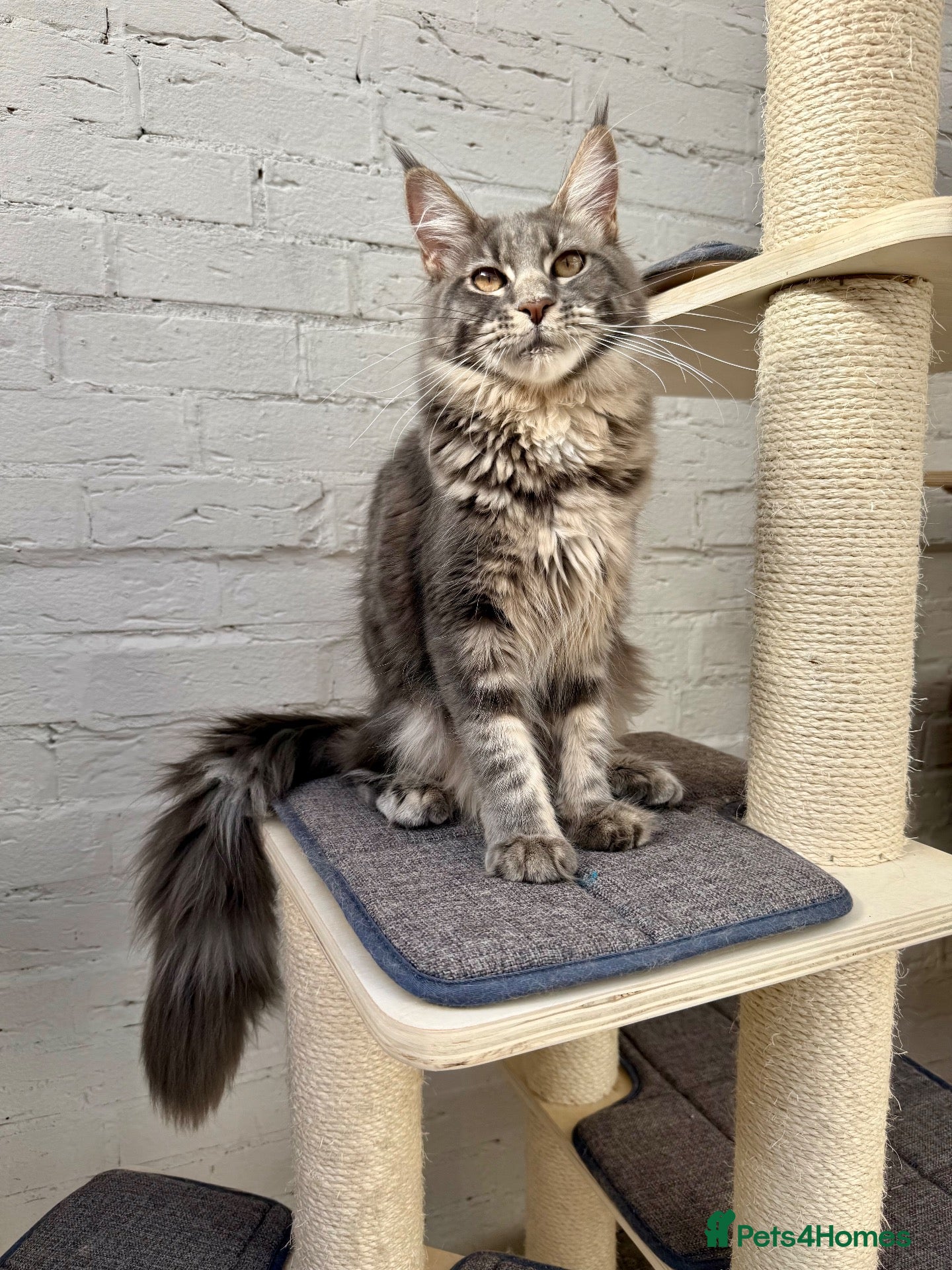 Maine Coon cats TICA Registered Pedigree Blue Silver Maine Coon - Advert 1