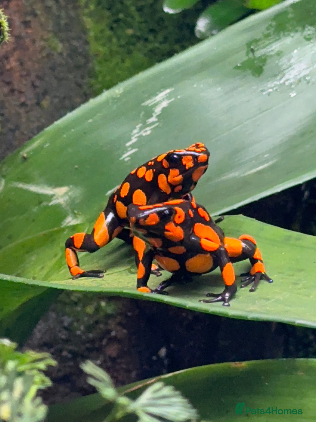 Frog reptiles for sale: Poison arrow frogs - fantastic frogs uk  - Image 17