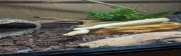 Python Snake reptiles for sale: Royal python  in Tamworth - Advert 1
