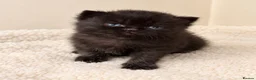 British Shorthair cats for sale: Champion GCCF British shorthair kittens - Advert 5