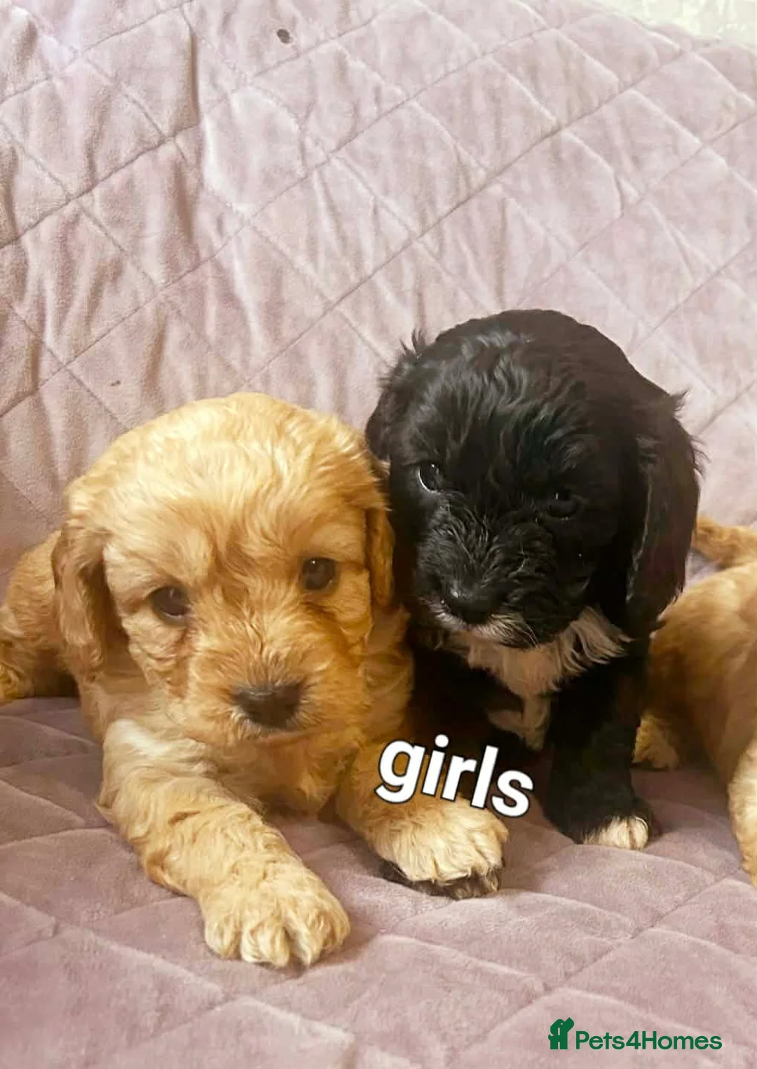 Cavapoo dogs for sale: TOY CAVAPOO PUPPIES mini - Advert 5