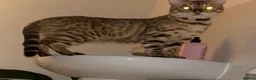 Bengal cats for sale: Glitter Snow Mink Boy - Advert 3