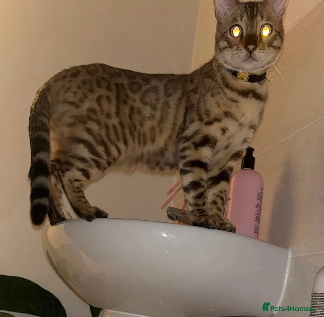 Bengal cats for sale: Glitter Snow Mink Boy - Advert 3