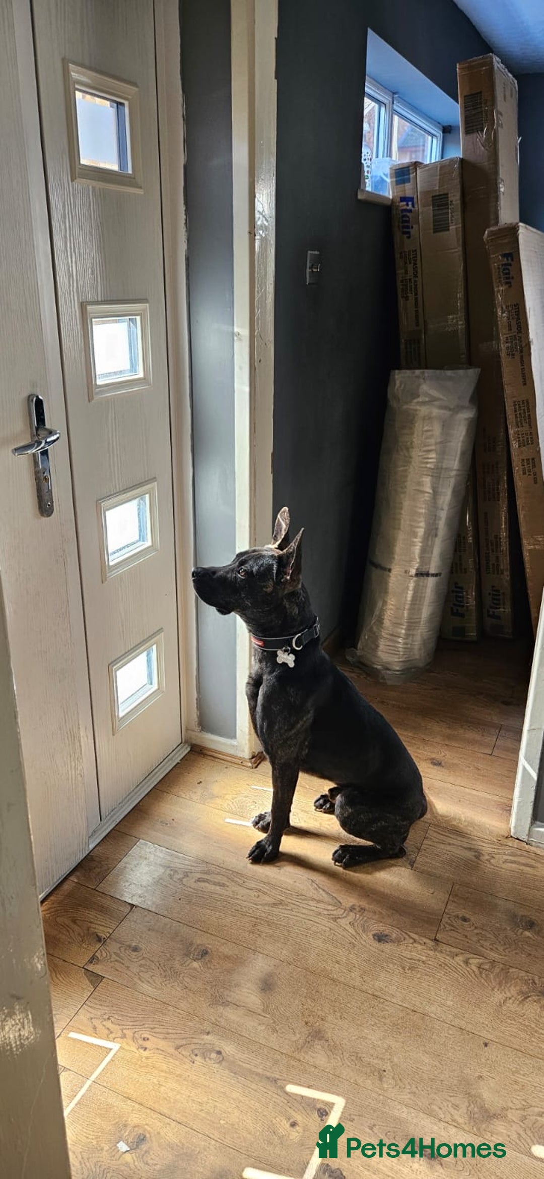 Mixed Breed dogs for sale: Bear - Staffy X German Shepherd - Image 14