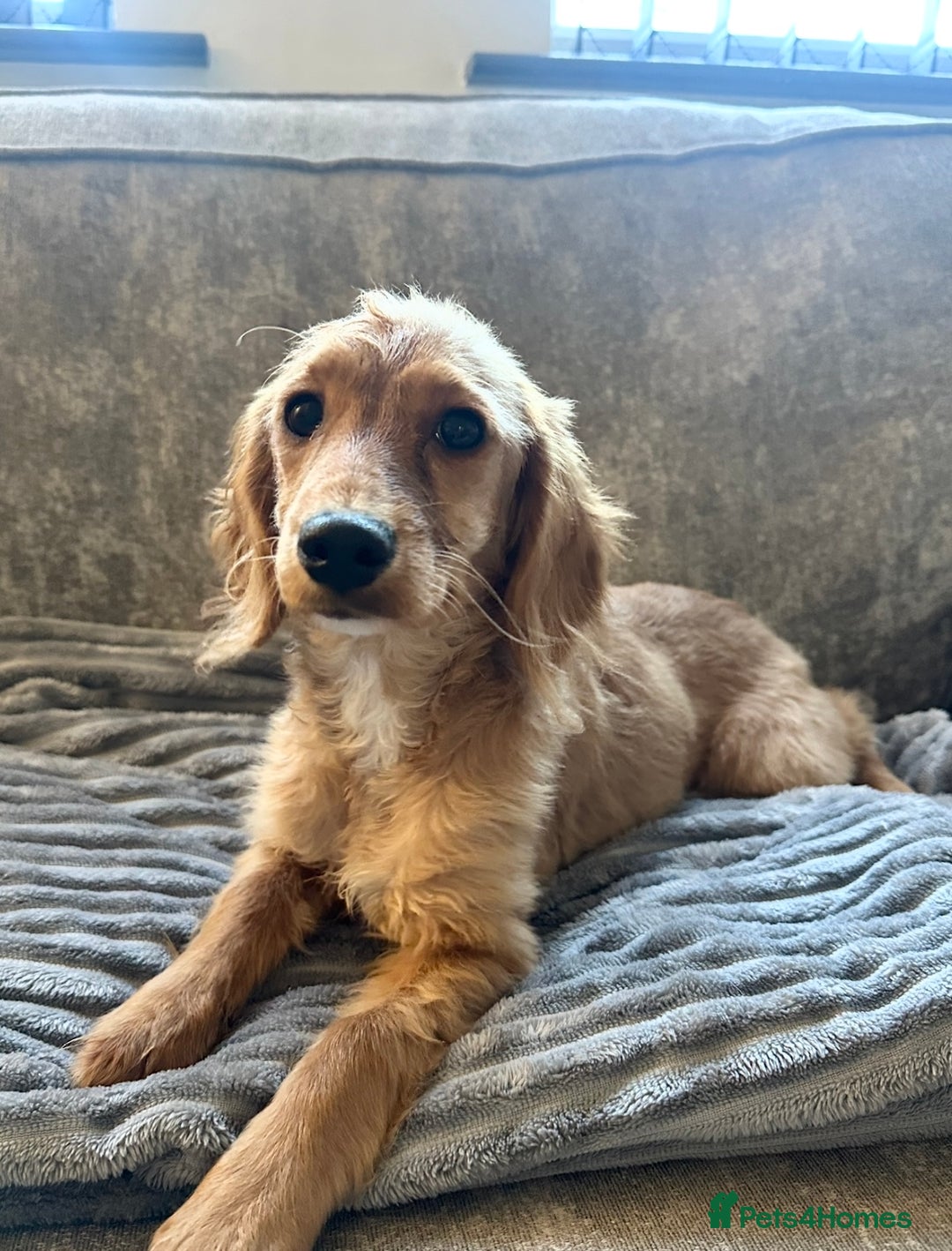 Cocker Spaniel dogs for sale: Beautiful Daisy looking for a forever home - Image 3