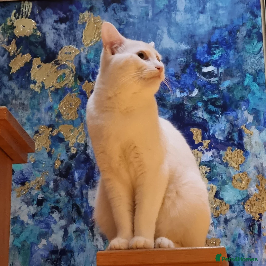 Mixed Breed cats for sale: Friendly Ragdoll × Turkish Angora male  in Witham - Advert 1