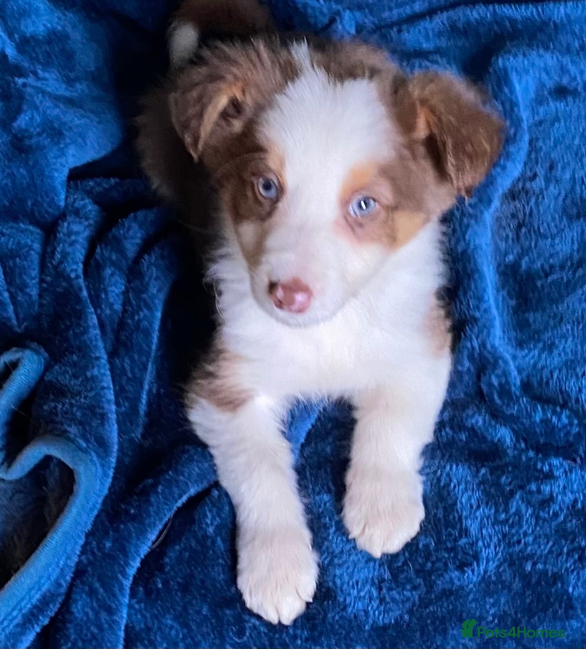 Border Collie dogs Fabulous Red Border Collie Puppies - Advert 1