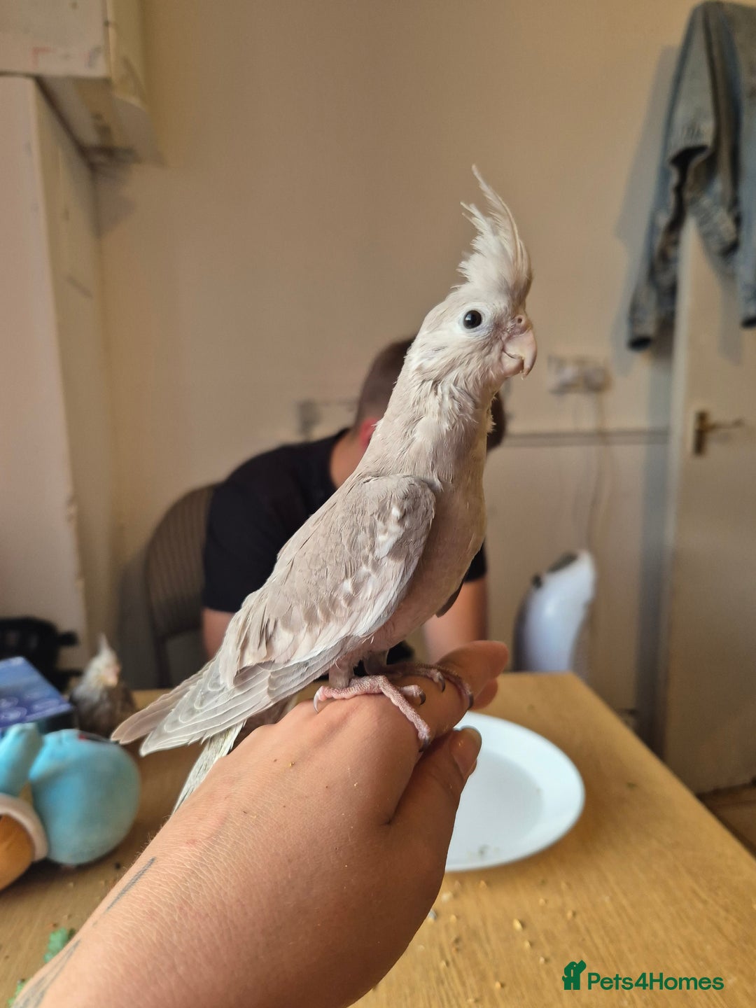 Cockatiels birds for sale: Hand reared baby cockatiels  - Image 2