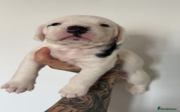 Mixed Breed dogs for sale: Litter of 9 healthy pups  - Image 22