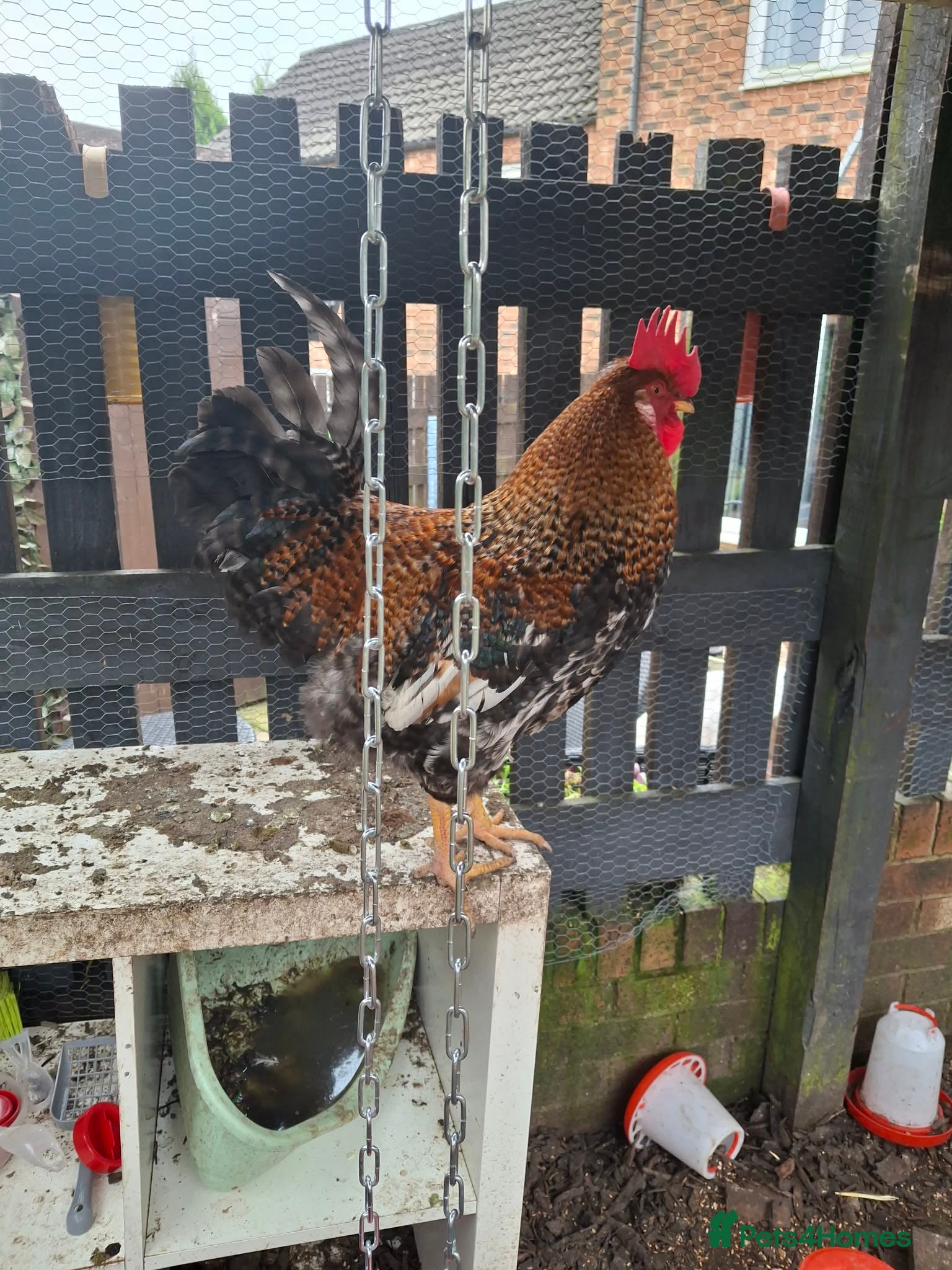 Chickens poultry Rooster to rehome - Advert 10