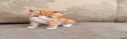 Mixed Breed cats for sale: Kitten for sale  - Advert 5