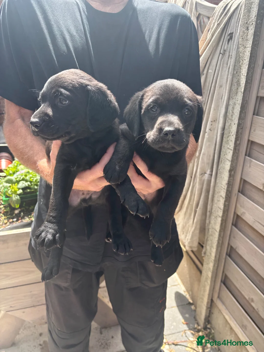 Labrador Retriever dogs for sale: Beautiful healthy Labrador puppies  in Leicester - Advert 14