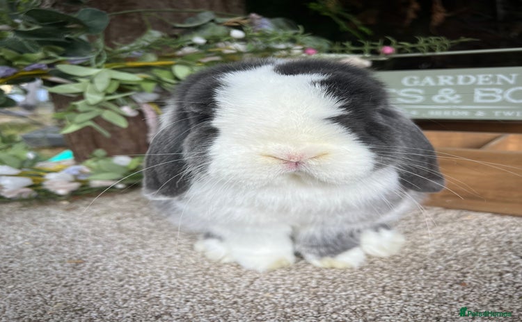 Mini Lop rabbits - Advert 15