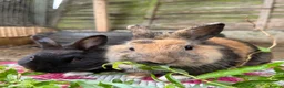 Mixed Breed rabbits for sale: Rabbits  - Advert 3