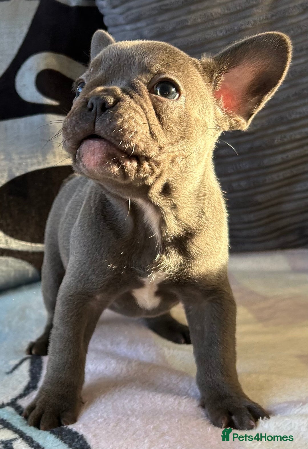 French Bulldog dogs for sale: 4 Solid Blue French Bulldog Girls - Advert 12