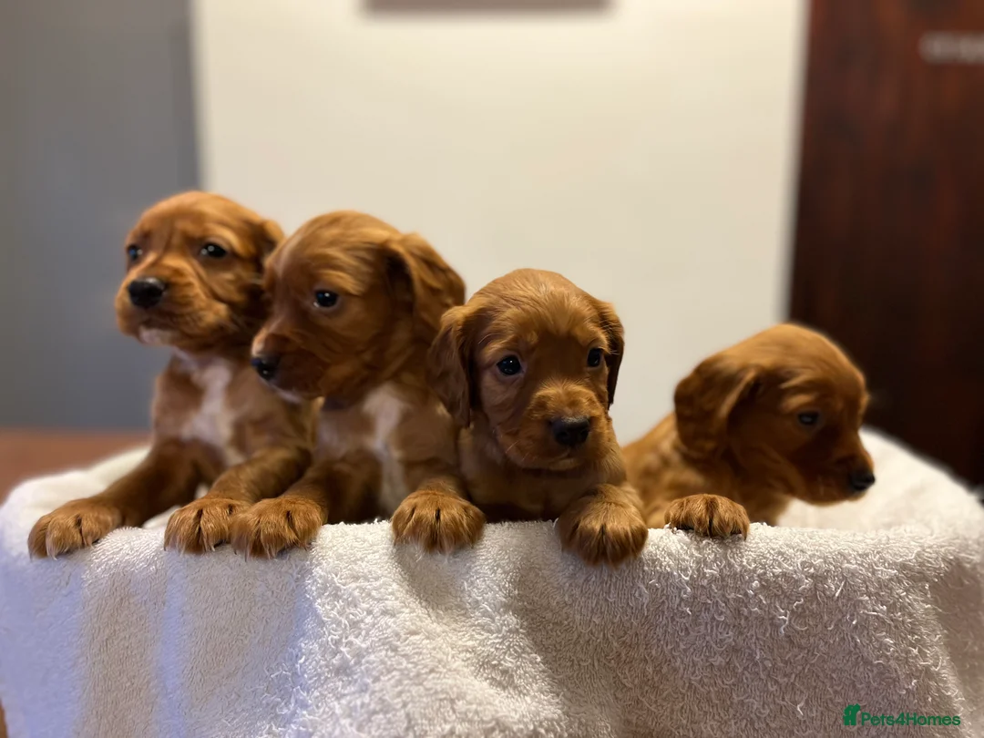 Cocker Spaniel dogs for sale: Kc Fox red, working cocker spaniels pups - Advert 14