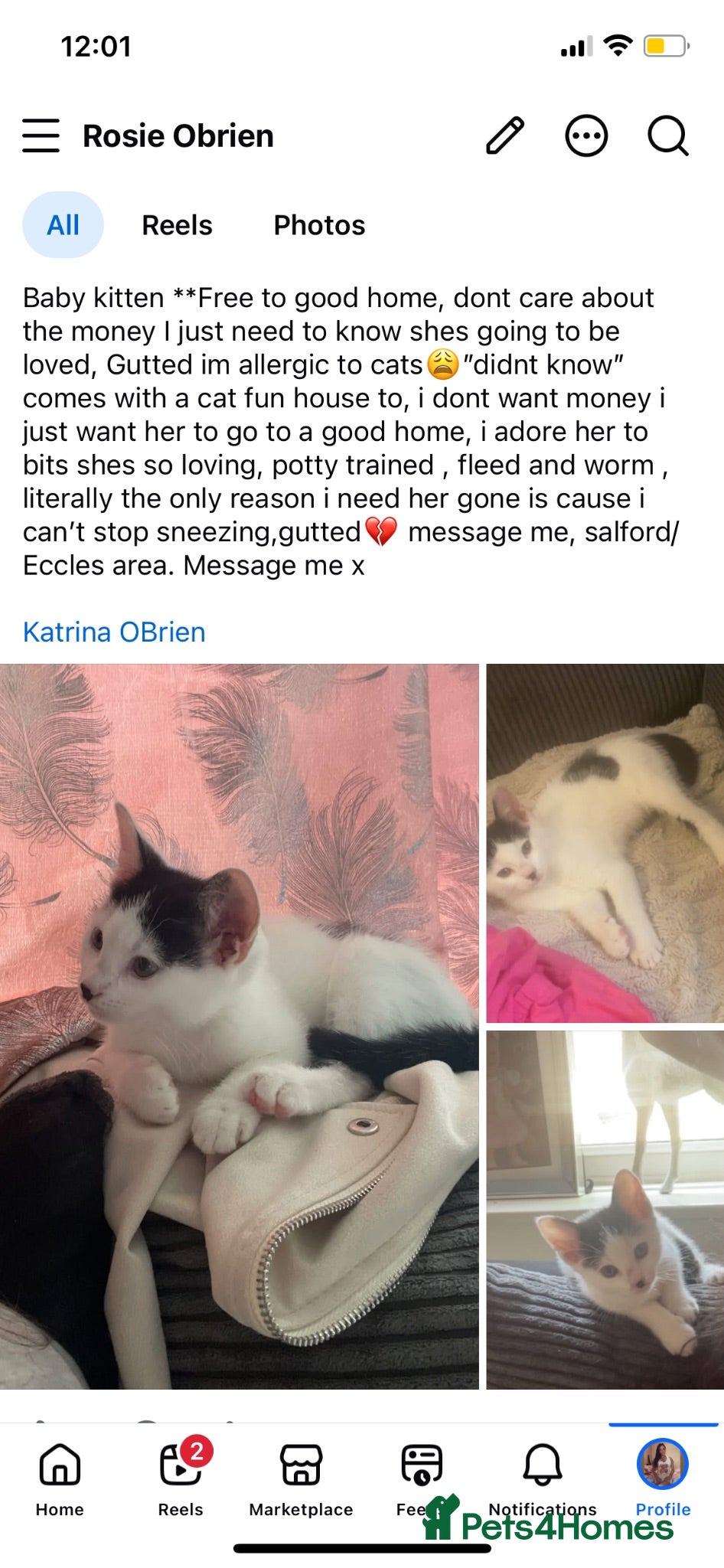 Mixed Breed cats Kitten free to good home  - Advert 1