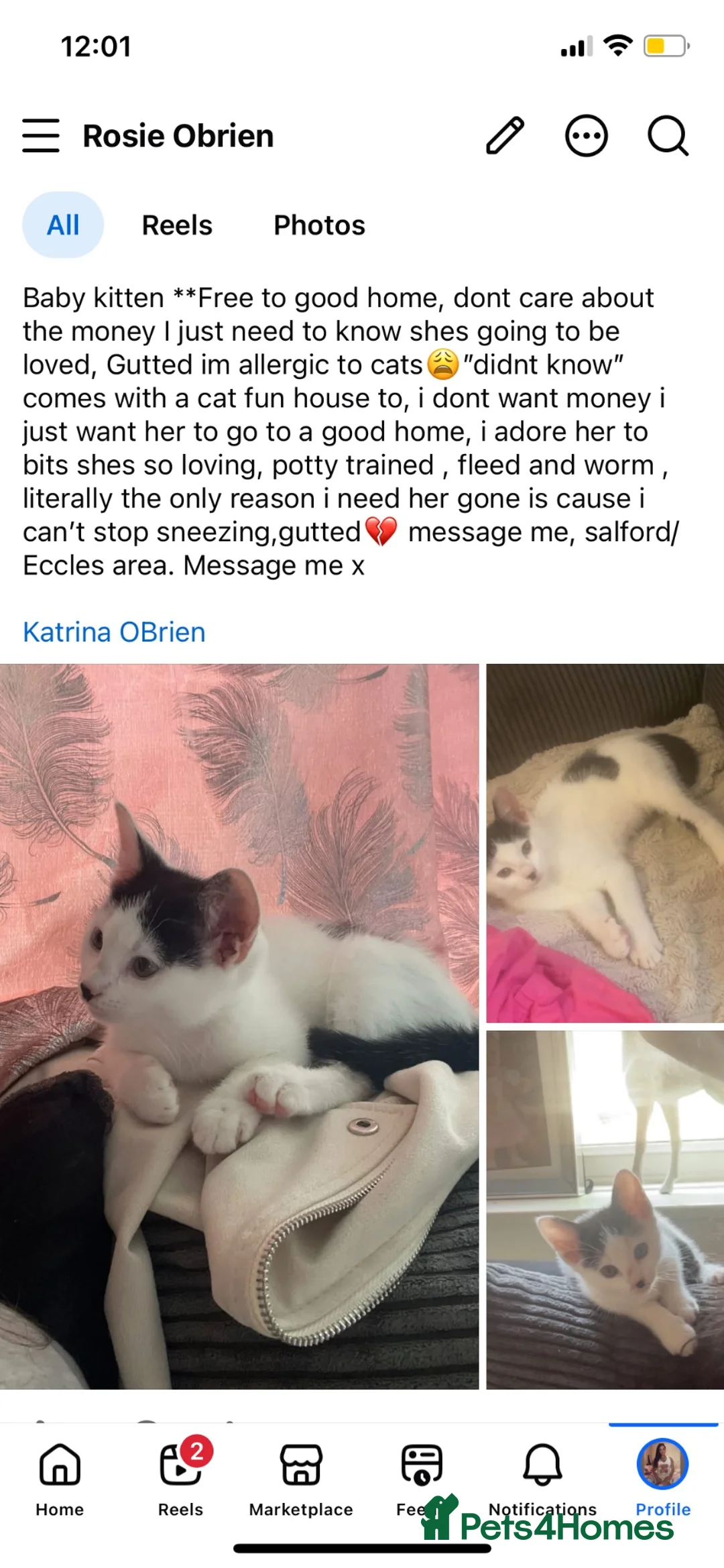 Mixed Breed cats for sale: Kitten free to good home  - Advert 1