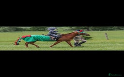 Riding pony horses for sale: Stunning show pony  - Image 7