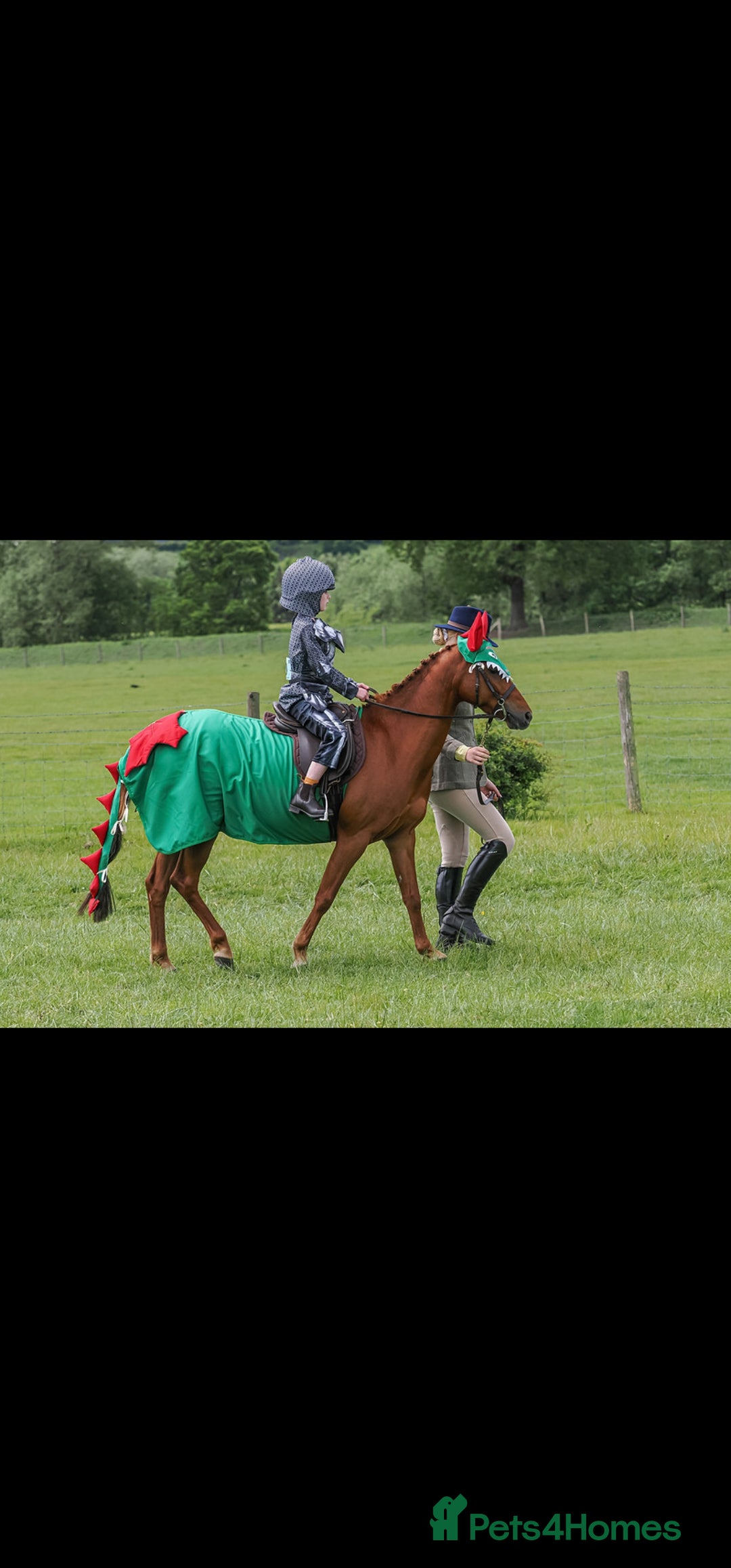 Riding pony horses for sale: Stunning show pony  - Image 7