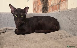 Oriental cats for stud: Gccf Queen with an active register  - Image 1