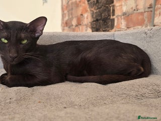 Oriental cats - Advert 7