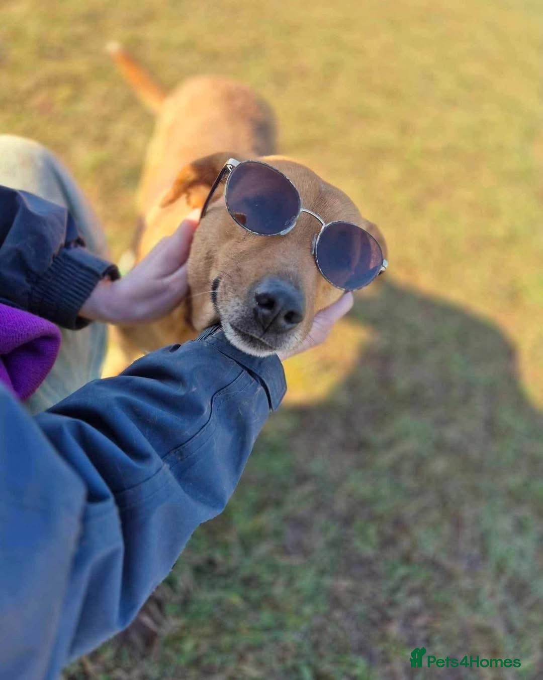 Mixed Breed dogs for adoption: 🧡 Delightful Duffy - once a shell of a dog 🧡 in Kidderminster - Advert 15