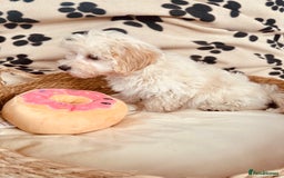 Maltipoo dogs for sale: F1 Toy Maltipoo puppys   - Image 22